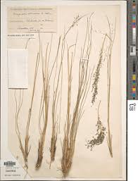 Image result for Eragrostis olivacea