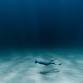 INTRO TO FREEDIVING - NOV 17 event image