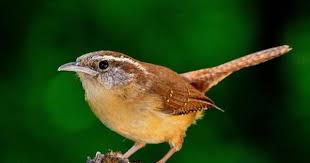 Big Black Birds In Missouri World S Endangered Species Under Threat From Climate Change Backyard Birds Bird Species Ornithology