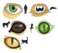 Image result for Pupil