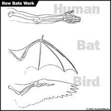 Other animals including the flying squirrel really only glide. Bat Wings Howstuffworks