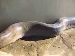 Here's our big list of 100 greatest animal facts. The Biggest Animal Of The World Found Dead Youtube