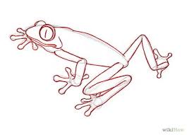 The steps to drawing a tiger. How To Draw A Rainforest Frog Rainforest Frog Drawing Outline Easy Animal Drawings