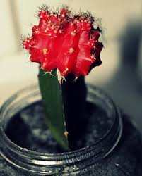 As you can see in the lower photos, it. Ruby Ball Cactus Growing Grafted Ruby Ball Cactus Ruby Ball Cactus Grafted Cactus Cactus Flower