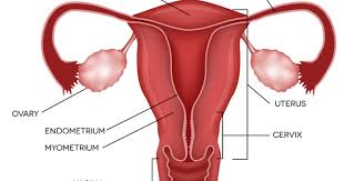Therefore, all women need to pay close attention to early warning signs and seek a proper diagnosis. Where Does Endometrial Cancer Spread To Prof Andreas Obermair Professor Andreas Obermair