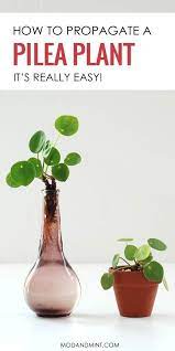 Peperomioides Indoorplants Houseplants Modandmint Propagate Plants Boards Really Pilea Plant Your Easy How P Plants Easy House Plants Easy Plants