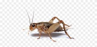 Over 1,216 cricket insect pictures to choose from, with no signup needed. 700 X 467 4 Insect Cricket Clipart 734694 Pikpng
