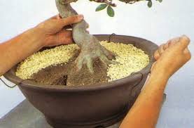 「Kanuma soil」の画像検索結果