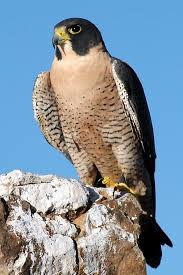 Birds Of Prey Pictures Hawkquest Anatum Peregrine Falcon Male Peregrine Falcon Pet Birds Birds Of Prey