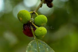 Image result for Ficus exasperata