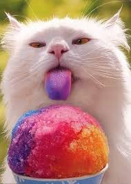 Fruit Cute Animals Funny Cats Cat Pics