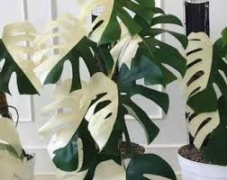 Image result for Asplenium rutifolium