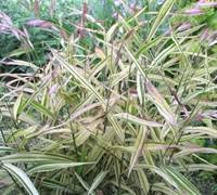 Voor graminées chasmanthium latifolium 'little tickler' bent u bij ons aan het goede adres. Chasmanthium Latifolium River Mist River Mist Variegated Northern Sea Oats 1 Gallon Ornamental Grass Perennial Rare Finds Gardener Direct
