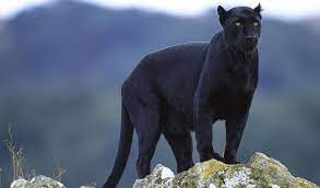 Puma women's shoes in size 9 start at $21.99. Die Geschichte Des Puma Logos Turbologo