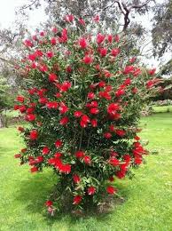Beautiful dark green foliage with white flowers in late spring and often again in late summer. Callistemon Citrinus Bottlebrush Long Flowering Evergreen Shrub For Sale Online Ebay Australian Native Plants Plant Nursery Australian Native Garden