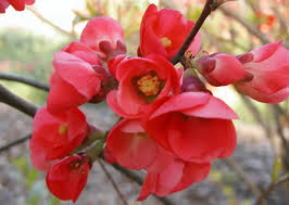 Image result for Chaenomeles japonica