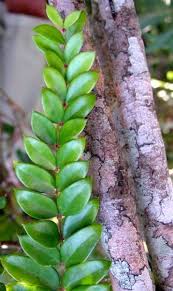 Image result for Carissa spinarum