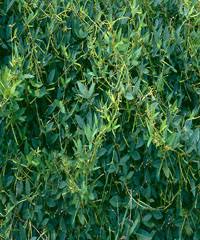 Image result for Teramnus repens