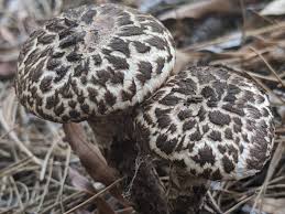 Image result for Strobilomyces strobilaceus