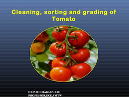 Tomato Grading