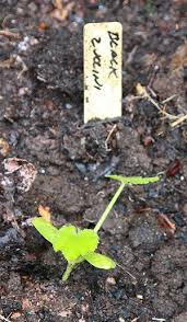 The more you pick, the more fruit the vine will produce. How To Grow Zucchini The Easy Way In The Garden Or In Containers