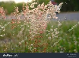 Image result for Tricholaena