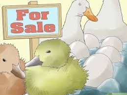 Most breeds lay white eggs. How To Raise Ducks With Pictures Wikihow