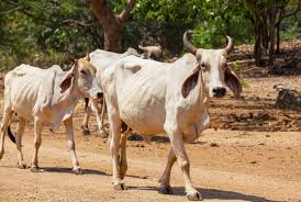 Raiva Bovina: atente-se aos sintomas e riscos da doença à saúde do rebanho  - Central Veterinária