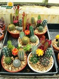Spike our small cactus is the perfect plant for beginners and busy londoners. 210 Best Cactus Stones Ideas Cactus Stone Cactus Painted Rock Cactus