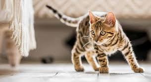 Let's figure out what we better know about cats and especially newborn kittens. Tabby Cat Facts 30 Fun And Fascinating Facts For Tabby Kitten Owners