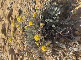 Image result for Helichrysum cephaloideum
