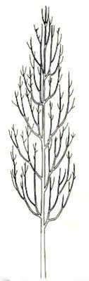 Vous voudrez sans doute essayer plusieurs expressions. Tailler Un Arbre Arbre Creux Eure Seine Maritime