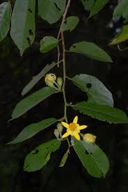 Image result for Grewia glandulosa