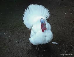 White Birds That Look Like Turkeys Beltsville Small White Turkeys Heritage Breeds Pet Kennels Turkey Breeds
