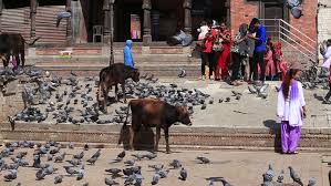 Image result for free image cows in kathmandu