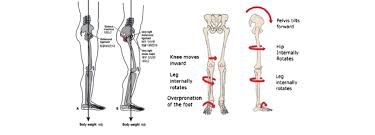 At the level of the pelvic bones, the abdomen ends and the pelvis begins. The Structure Of The Lower Body Parts With Joint Movements Of The Legs Download Scientific Diagram