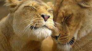Love Wallpapers 694 Golden Wallpapers Animal Hugs Animals Beautiful Lion Pictures