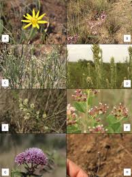 Image result for Psychotria articulata