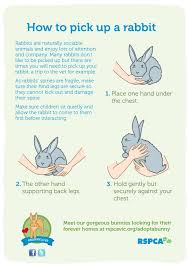 How To Pick Up A Rabbit Bunny Pet Bunny Rabbits Pet Bunny House Rabbit