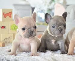 Hope Star Such Tiny Little Frenchie Girls Www Poeticfrenchbulldogs Com Fren French Bulldog Puppies Blue French Bulldog Puppies Baby French Bulldog