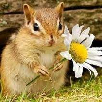 Find interesting things about these beautiful animals. Cute Chipmunks Posts Facebook
