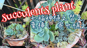 多肉植物 七福神植え替え 胴切り 葉挿し成長過程 多肉植物寄せ植え 植え替え セダム ガーデニング Youtube