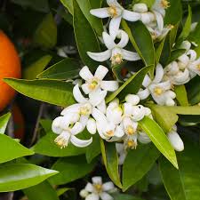 Image result for Citrus × aurantium