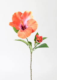 We did not find results for: Orange Coral Hibiscus Spray Destination Wedding Afloral Com