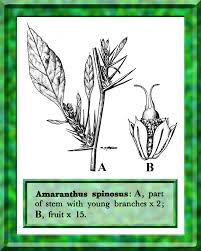 Image result for Amaranthus spinosus