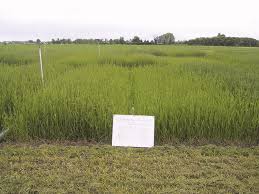 Compared to seed alone, your lawn will grow 2 times faster (when applied at the new lawn rate, subject to proper care). Fertilizing Grass For Hay And Pasture Top Crop Managertop Crop Manager