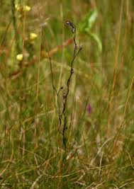Image result for Utricularia tortilis