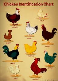 Funny Stuff Chicken Identification Chart Matthew Killorin