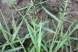 Image result for Eragrostis cilianensis
