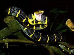 Tahukah anda bahwa arti dari mimpi ular kuning mungkin mempunyai makna yang baik atau bahkan buruk bagi kehidupan anda. Arti Mimpi Ular Belang Hitam Kuning